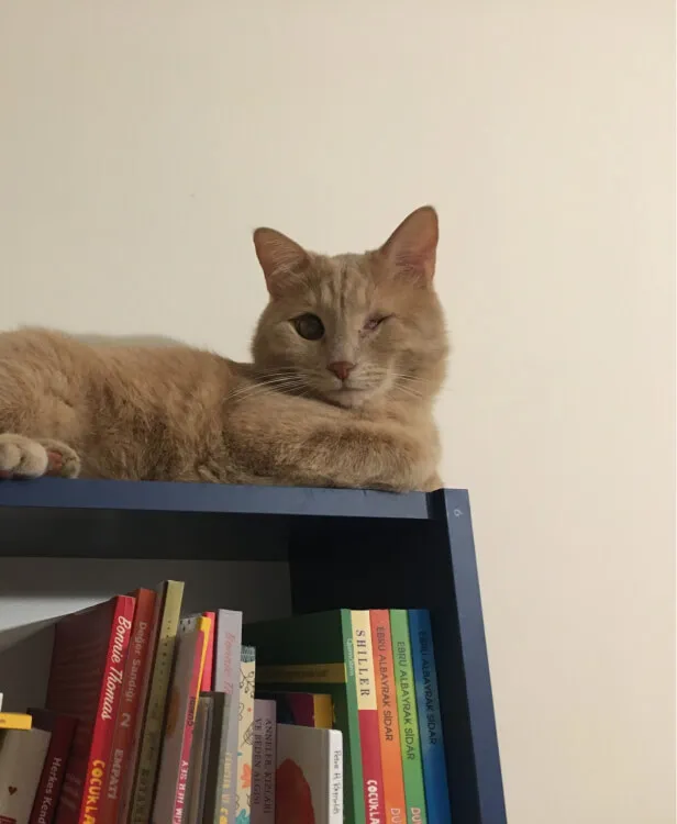 An adult male salmon cat named Mükremin (Müko) Yanıkoğlu sitting on top of a book self.