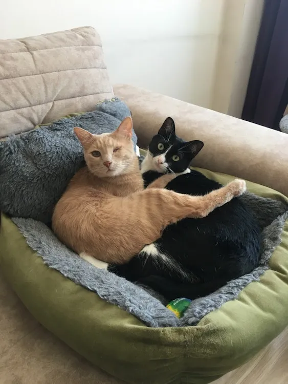 An adult salmon male cat named Mükremin (Müko) Yanıkoğlu and an adult tuxedo female cat named Asuman (Asu) Yanıkoğlu have ben caught having a good time on a pillow and looking back to the camera together.