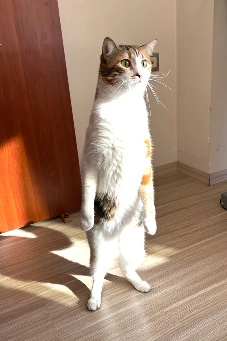 Real photo of a calico cat named Feriştah standing upright on its hind legs in a well-lit room with wooden flooring. Sunlight casts sharp shadows on the floor, highlighting the cat's curious expression and calico fur pattern. The setting includes a wooden door, an electrical switch, and a small cat bowl in the corner.